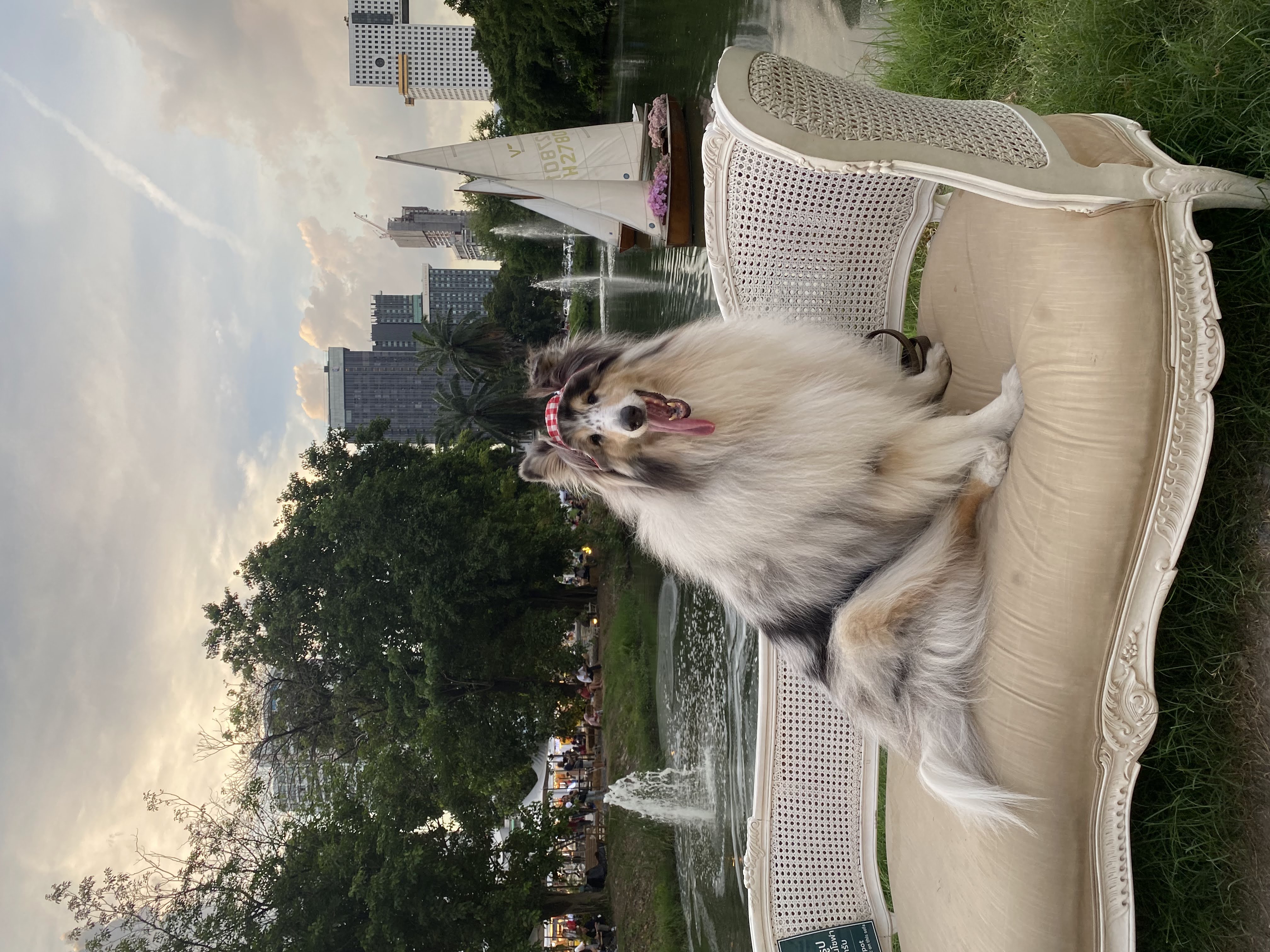 Smokey, a Blue Merle Rough Collie